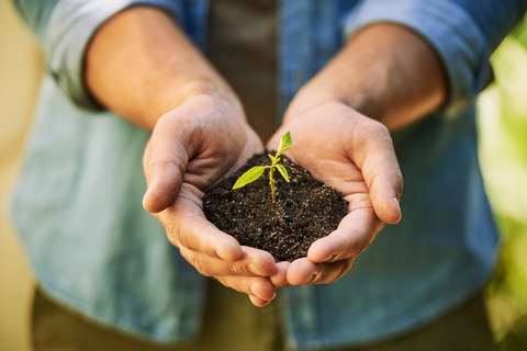 Hands holding soil with a young green plant seedling