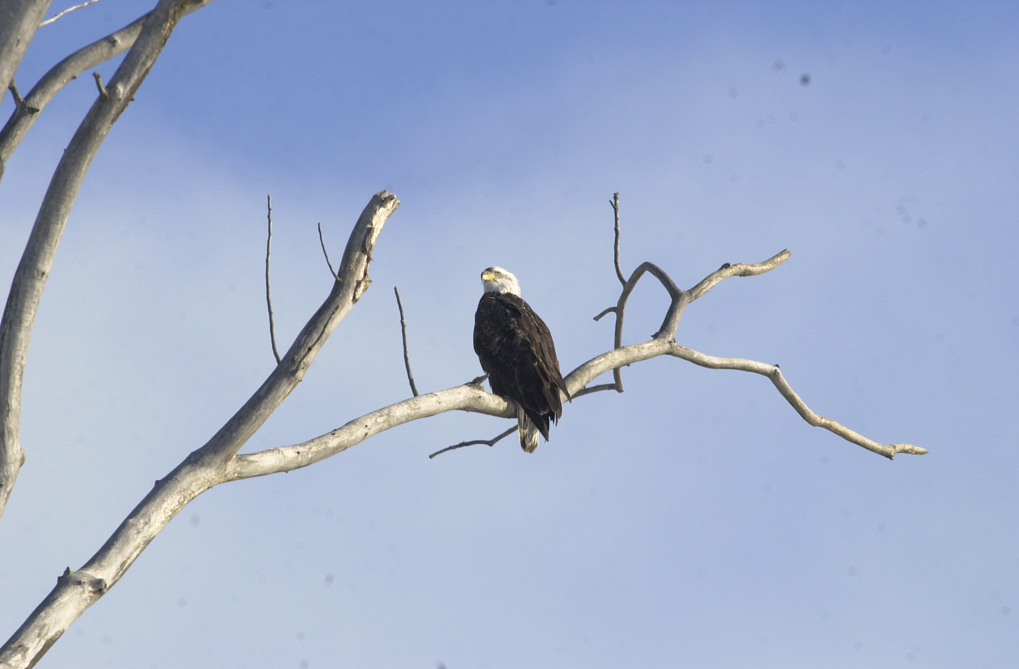 Bald eagle sitting on a branch