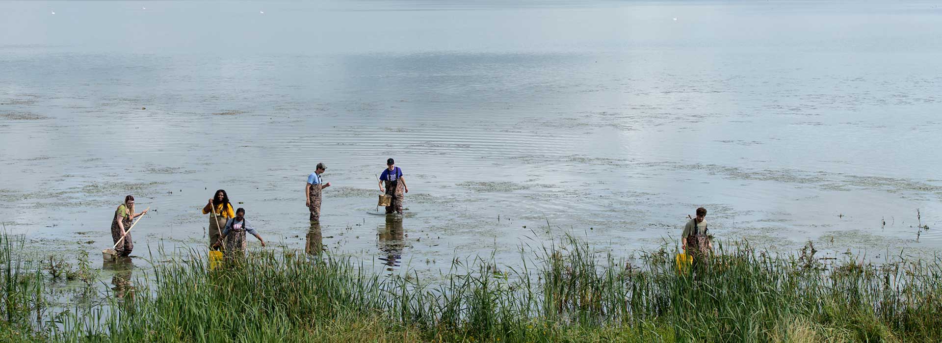 Students sampling the wetland