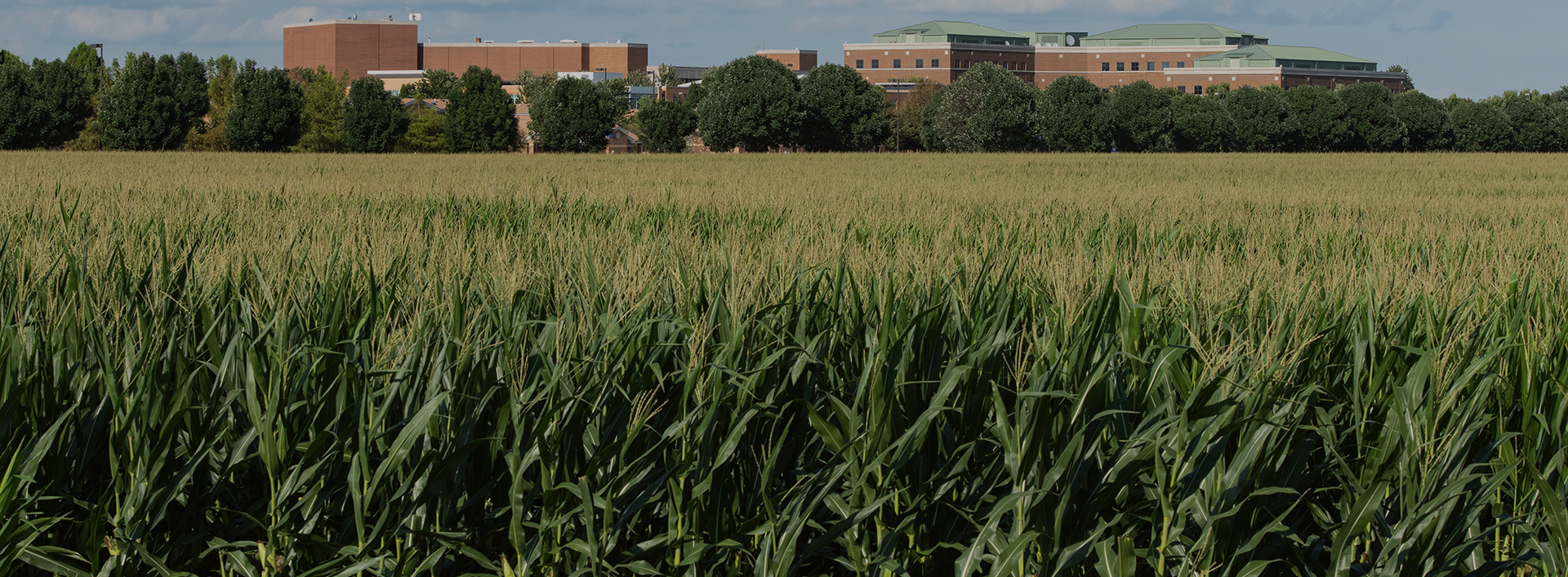 view of campus across corn field