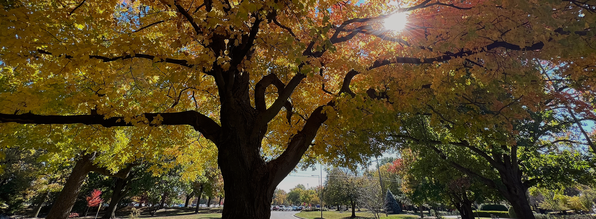 tree with yellow leaves with sun shining through