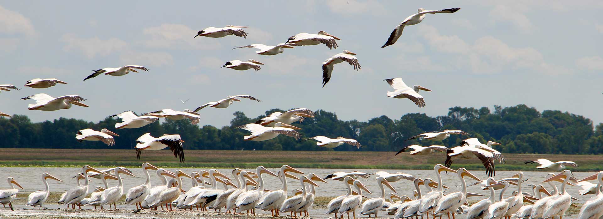 Pelicans