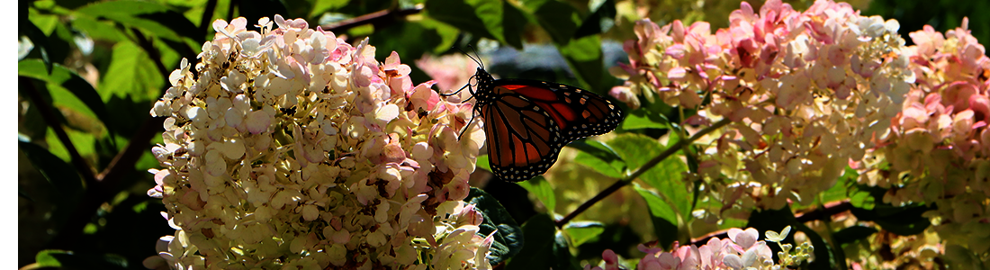 butterfly on hydrangea blossom
