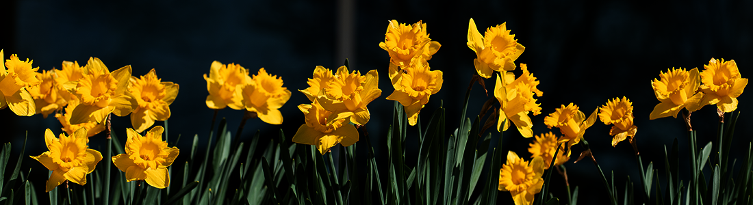 daffodils in a row 