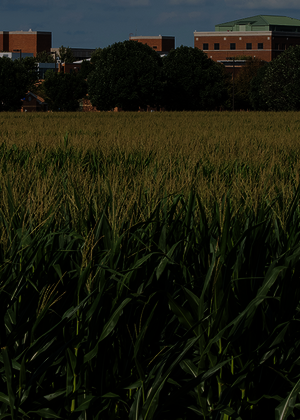 view of campus across corn field
