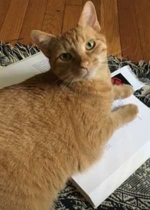 An orange cat sits across a book and looks up at the camera.