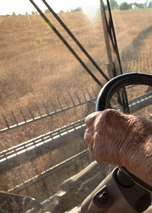 A famers hands on the steering wheel of a combine looking out a window.