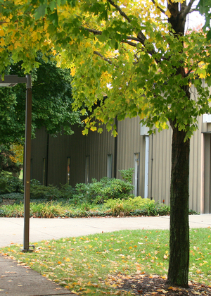 Pathway beside a building with green and yellow foliage.