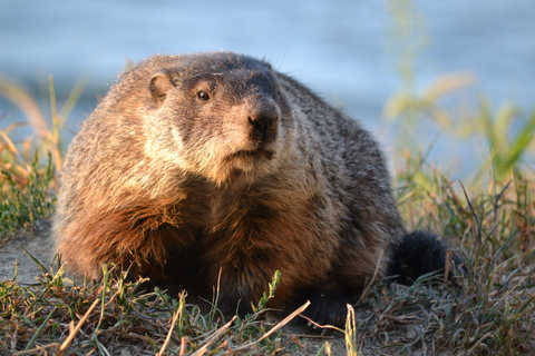 Groundhog sitting in the grass 