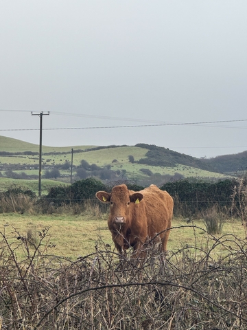 A brown cow in the green hills of Ireland.