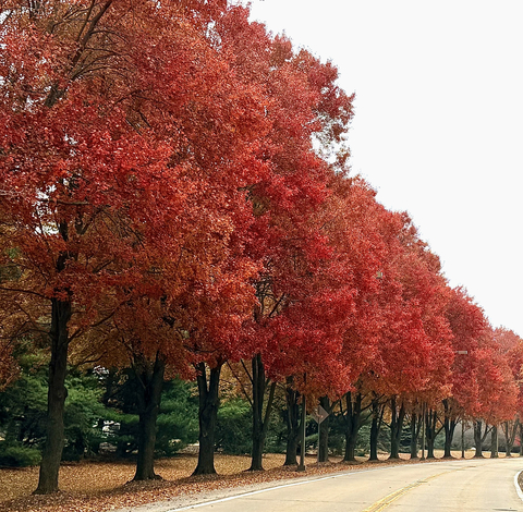 Fall colors on campus