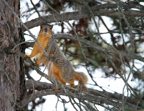 squirrel in a tree