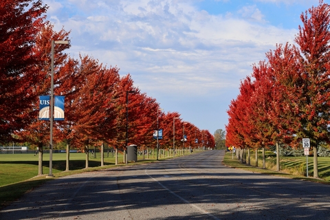 fall trees on the UIS campus