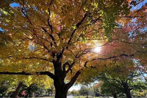 trees in autumn