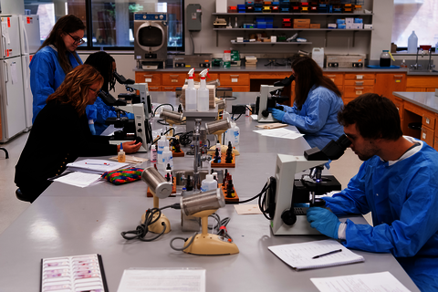 Teaching and Learning in the MLS Lab. Students sitting around lab stations utilizing microscopes.