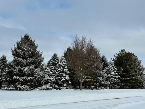 trees on campus in the snow