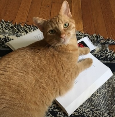 Dr. Holly Kent's cat, Colby, laying on an open book.