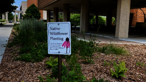New Plantings at Brookens - Native Wildflower Planting Sign