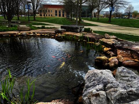 UIS Koi Pond