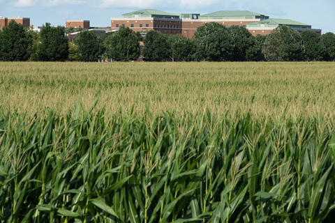 Prairie Grass