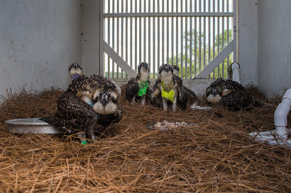 Osprey chicks