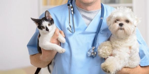 Vet holding two puppies.