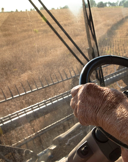 A famers hands on the steering wheel of a combine looking out a window.