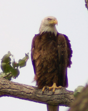 Bald eagle perched on a tree branch, sky in the background.