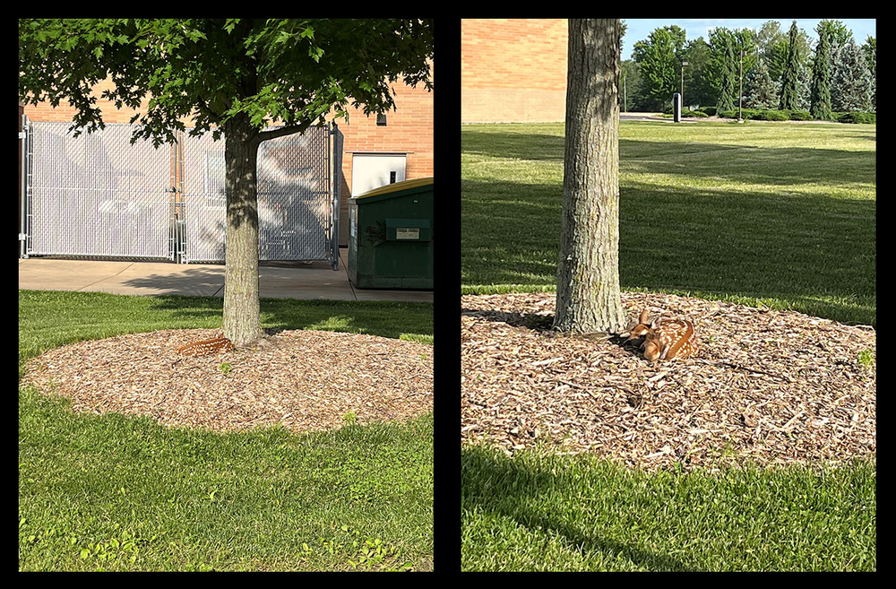 Fawn blending in with the mulch on UIS' campus