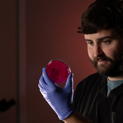 man looking at a prepped culture in a petri dish