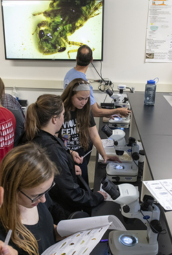 Students work with microscopes in a lab at the UIS Therkildsen Field Station at Emiquon.