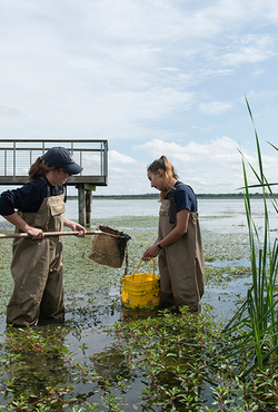 Two people in waders collect water samples with a net and bucket in a wetland near a wooden observation deck.