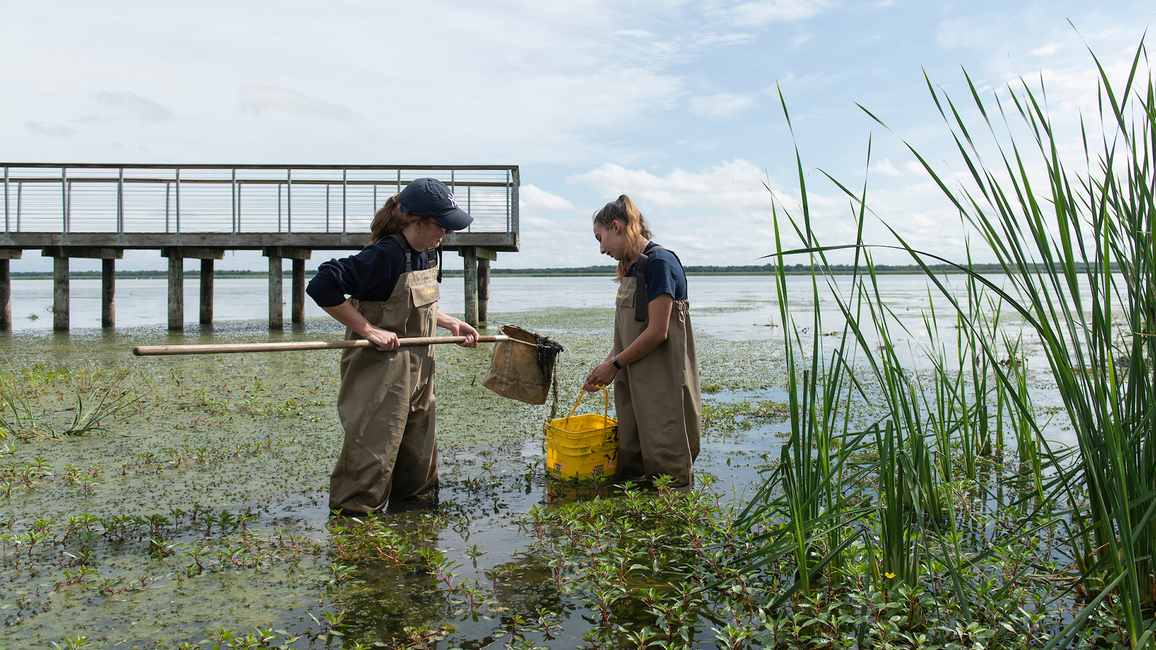 Students in waders collect samples in a wetland at Emiquon near a dock, surrounded by aquatic plants and reeds.