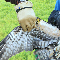 two people helping care for an animal