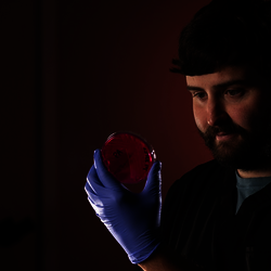 man looking at a prepped culture in a petri dish