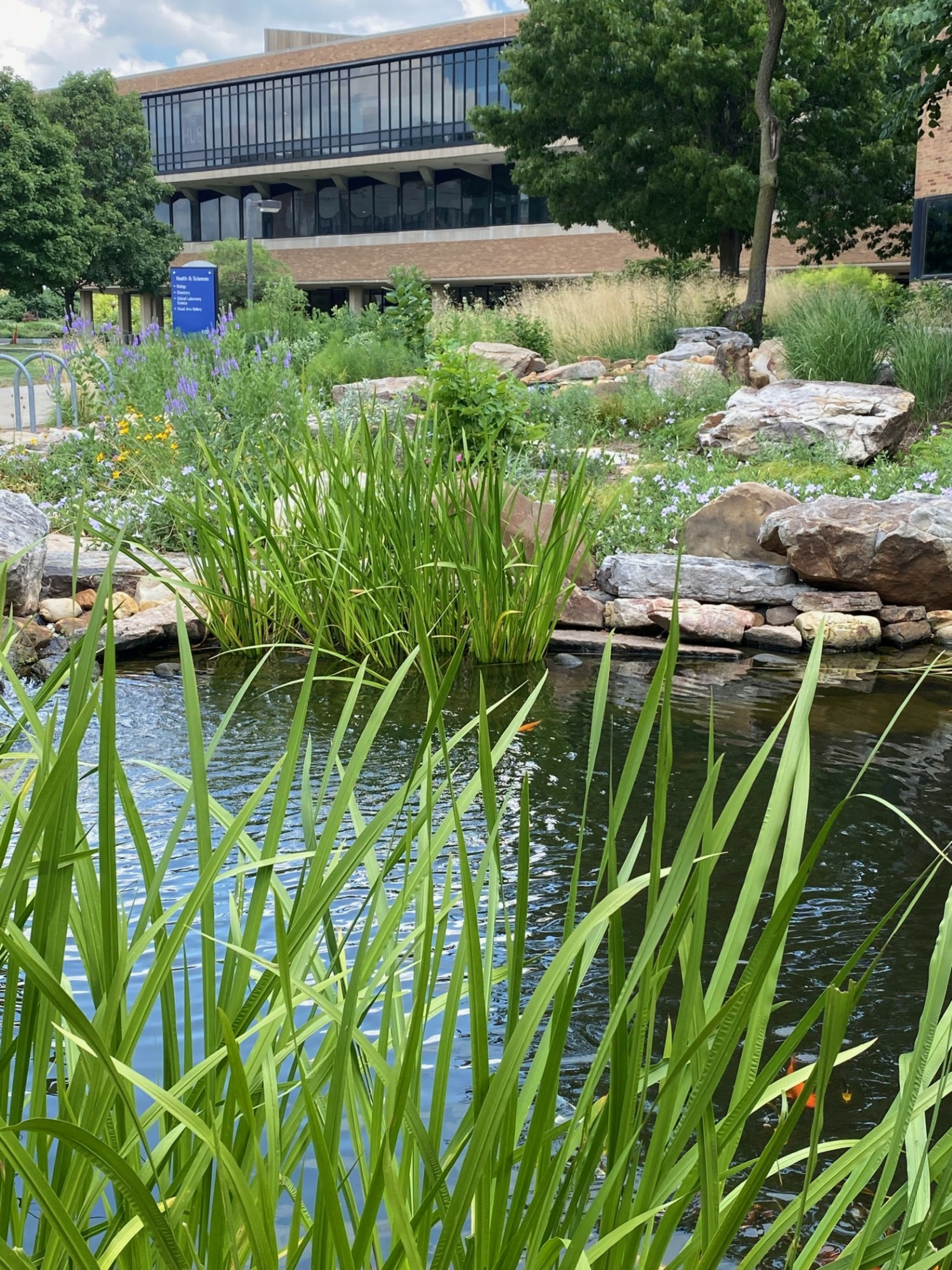 The koi pond and surrounding wildflowers with Brookens Library in the background