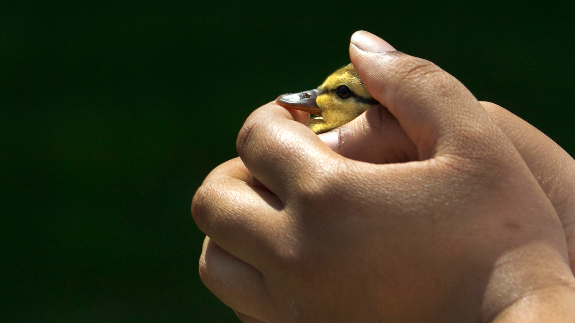 a pair of hands holding a duckling