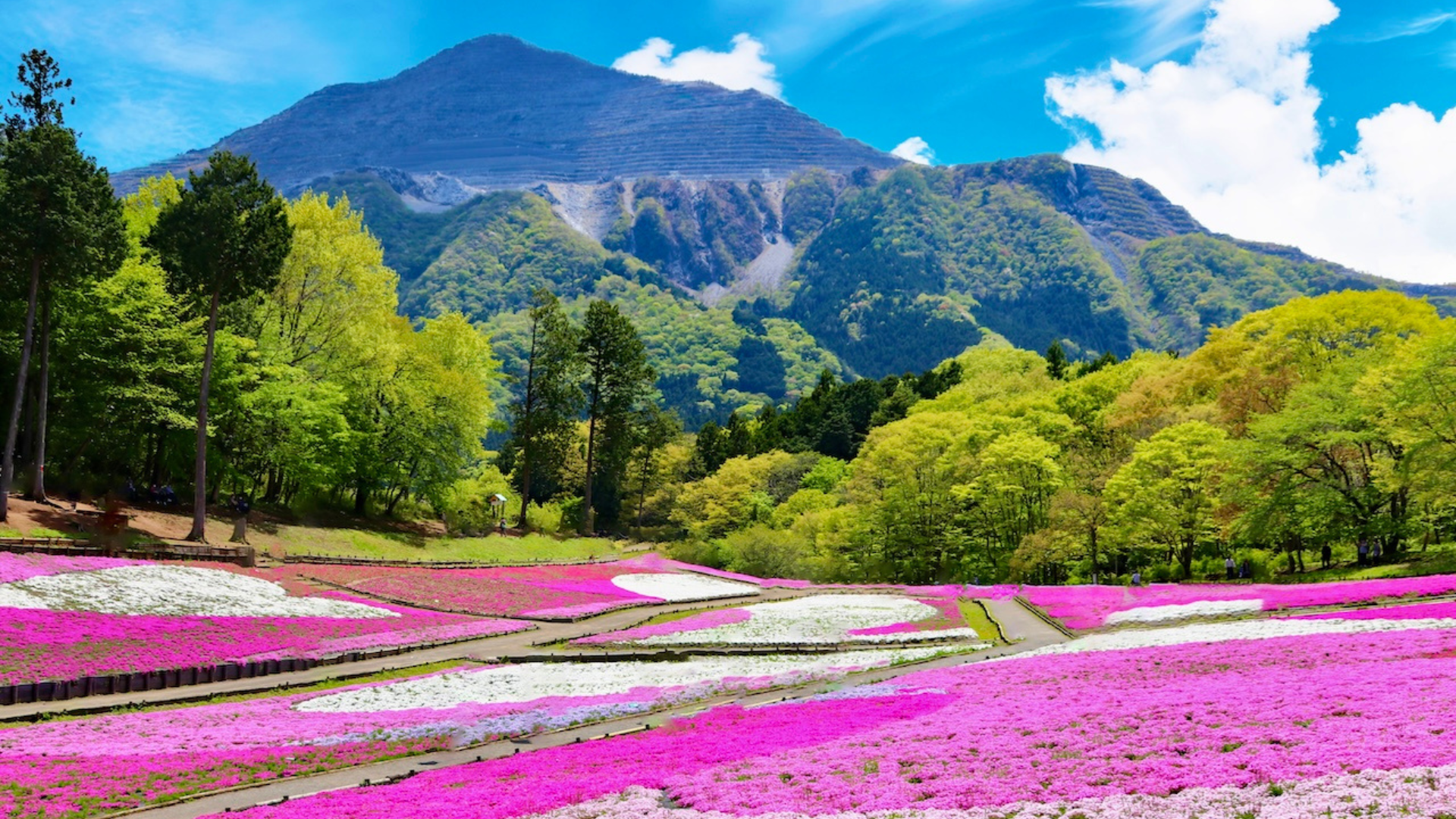 A field of pink and white flowers surrounded by trees. In the distance is a mountain.